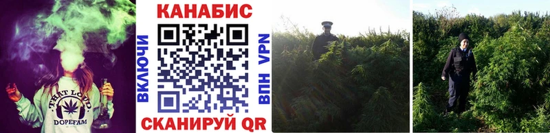 закладка  Октябрьский  Каннабис семена 